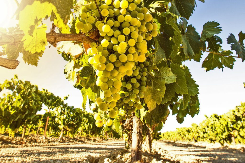 White wine grapes in vineyard on a sunny day Vineamagna